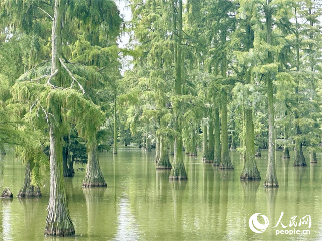 湖北省武漢漲渡湖濕地，池杉“破水而出”。人民網(wǎng)記者 張沛攝