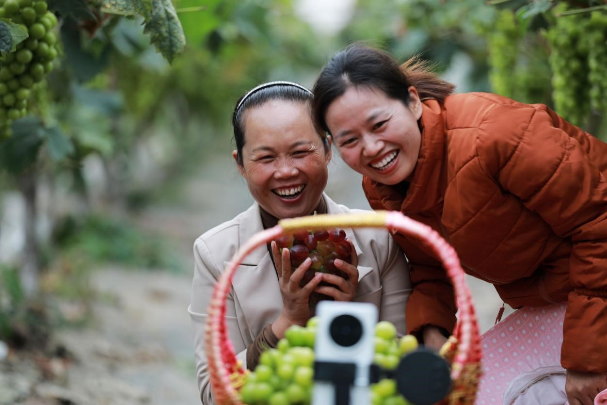 2024年10月6日，果農(nóng)在貴州省黔西市金碧鎮(zhèn)新蘭村葡萄園里進行直播銷售。來源：人民圖片