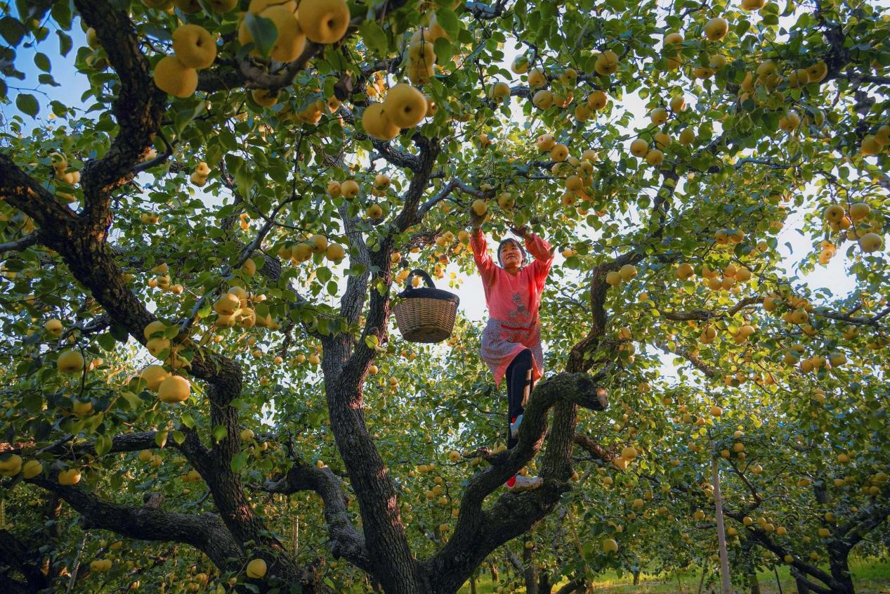 2024年10月4日，安徽省宿州市碭山縣程莊鎮(zhèn)衡樓村百年老梨園里，梨農(nóng)在忙著采摘酥梨。來源:人民圖片