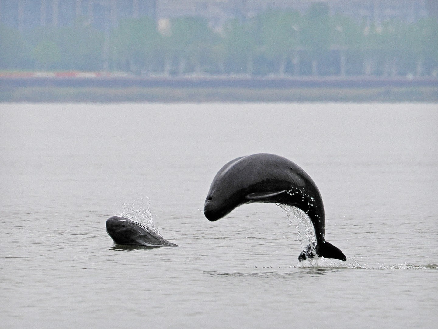 文化中國行 長江之歌丨微笑的江豚，從四千年前“游”來