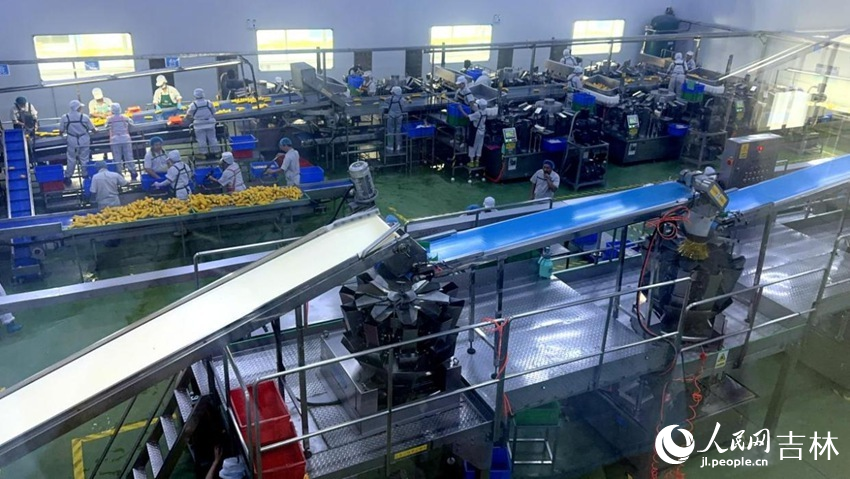 吉林省農(nóng)嫂食品有限公司生產(chǎn)車間內(nèi)一片火熱。人民網(wǎng)記者 王海躍攝