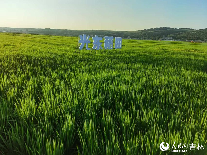 光東村稻田風(fēng)景美如畫（資料圖片）。人民網(wǎng)記者 王海躍攝