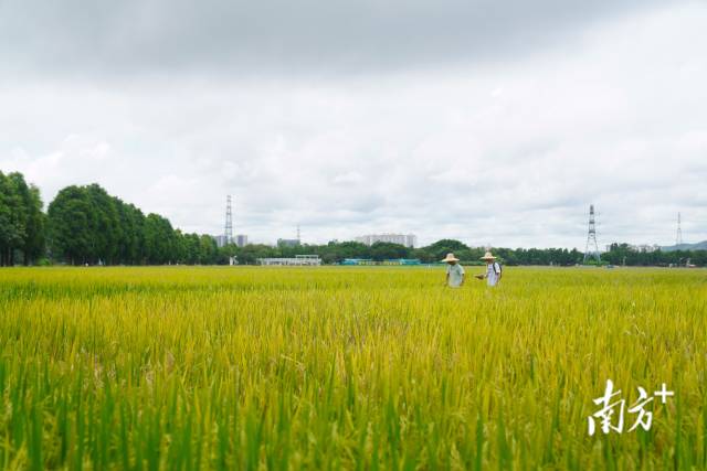 文化組的兩名成員正行走在稻田里。