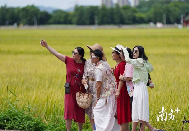 游客們在崖口村稻田前合影。