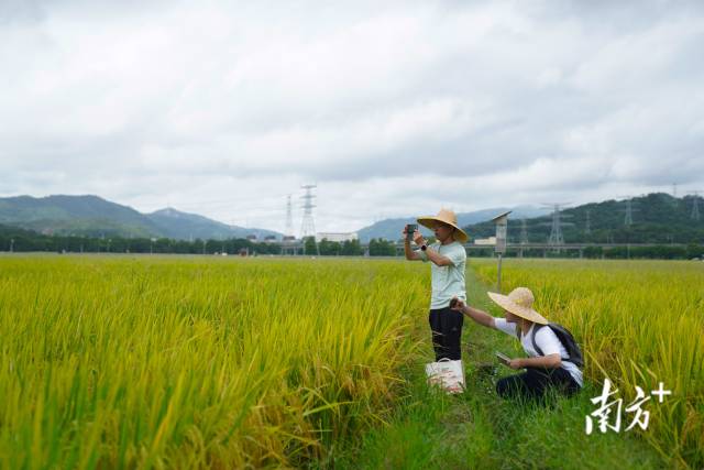 文化組的兩名成員正在給稻田拍照。
