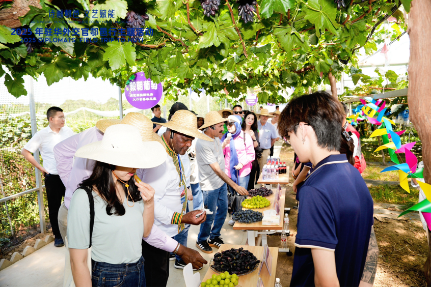 智慧“種”進(jìn)葡萄園 駐華外交官品讀鄉(xiāng)村振興“中國甜”_fororder_圖片1