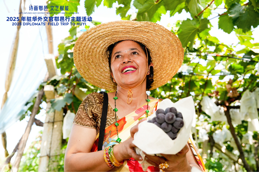 智慧“種”進(jìn)葡萄園 駐華外交官品讀鄉(xiāng)村振興“中國甜”_fororder_圖片7