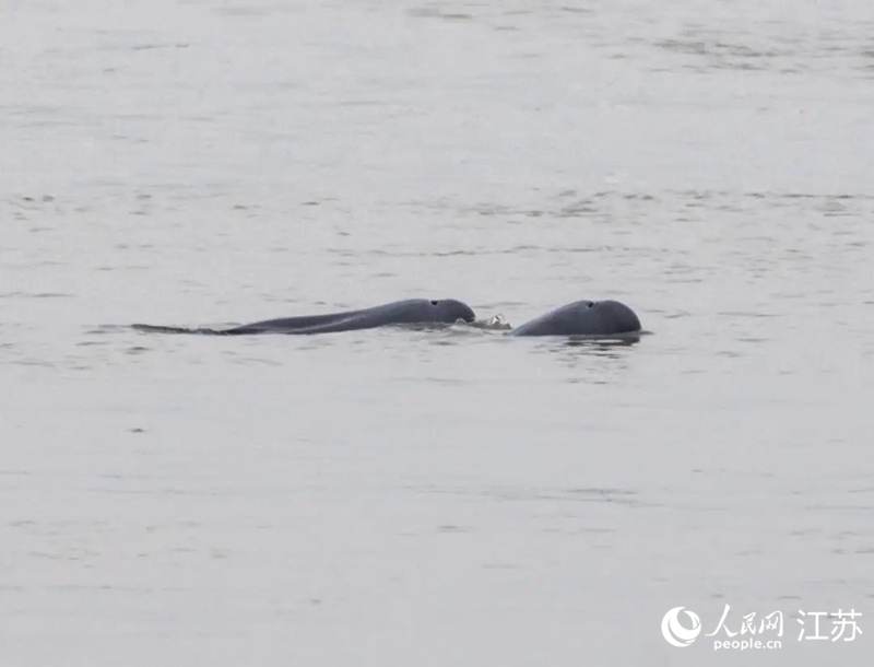在南京長江新濟洲國家濕地公園拍到的江豚。人民網(wǎng)記者 王丹丹攝