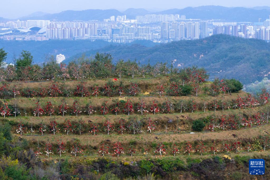 【高質(zhì)量發(fā)展看陜西】“上天”的延安蘋果，蘊(yùn)藏哪些新質(zhì)生產(chǎn)力