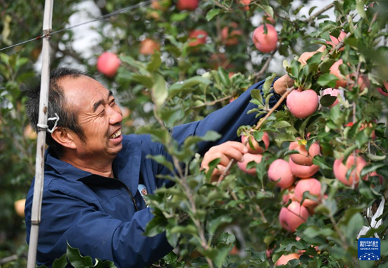 【高質(zhì)量發(fā)展看陜西】“上天”的延安蘋果，蘊(yùn)藏哪些新質(zhì)生產(chǎn)力