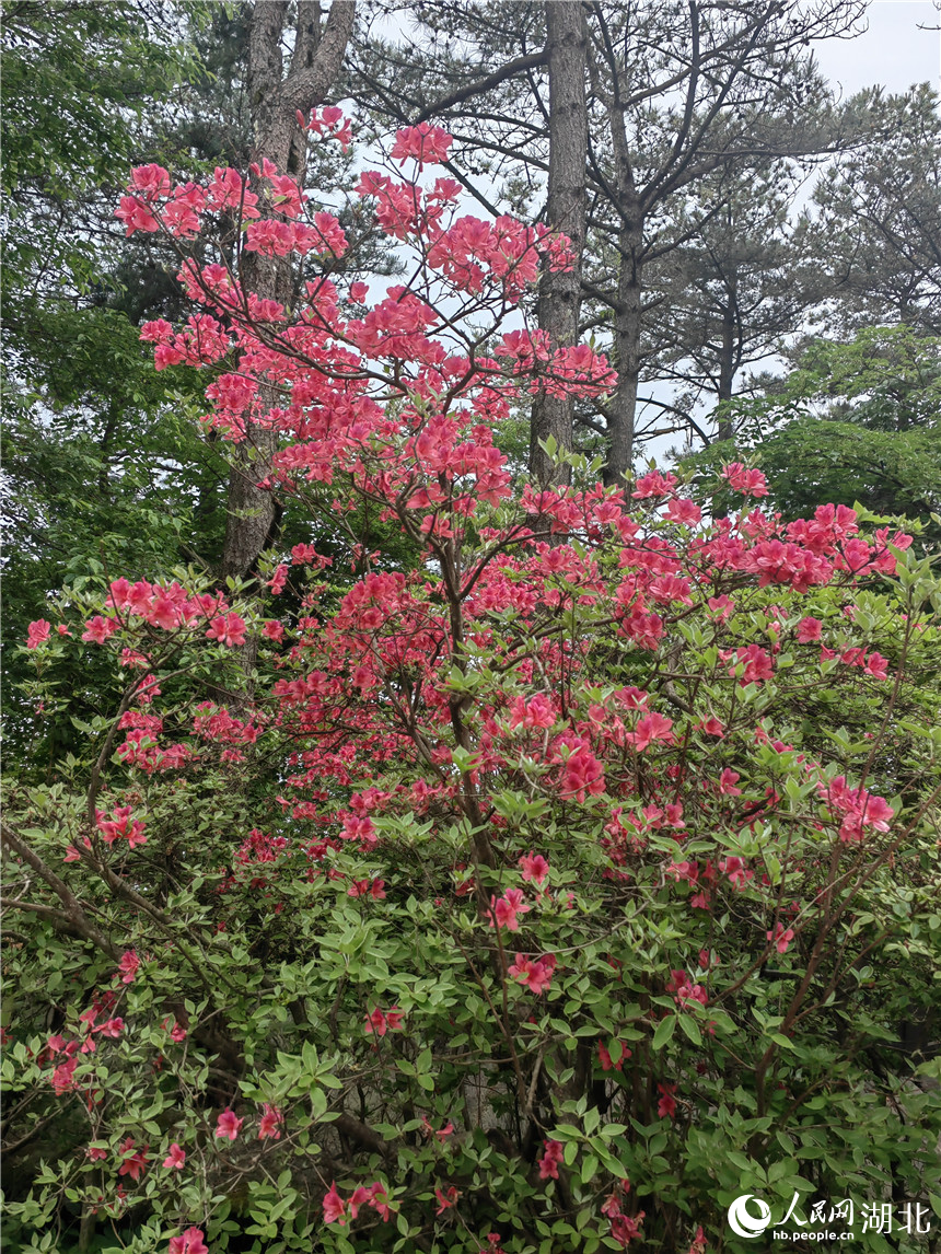龜峰山頂?shù)亩霹N花還在開放。人民網(wǎng)記者 郭婷婷攝