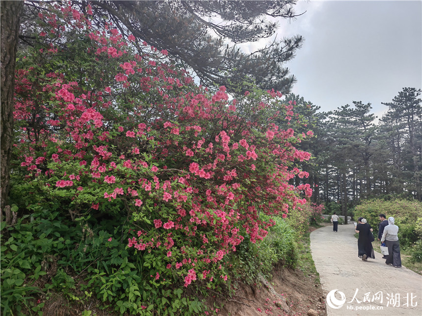 龜峰山頂目前還有部分杜鵑在開放，像站好春天“最后一班崗”。人民網(wǎng)記者 郭婷婷攝