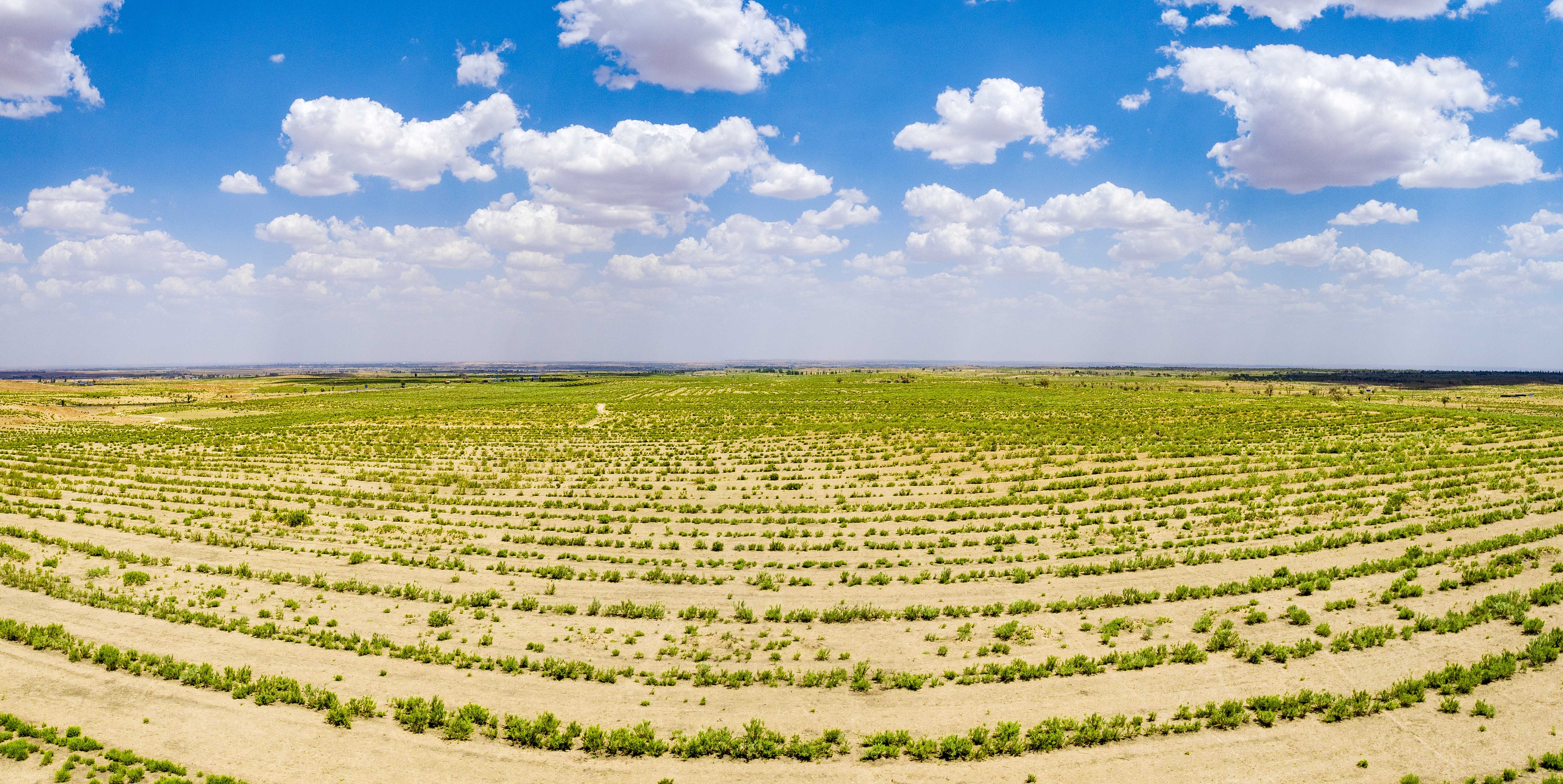2023年6月7日，內(nèi)蒙古鄂爾多斯，毛烏素沙漠。