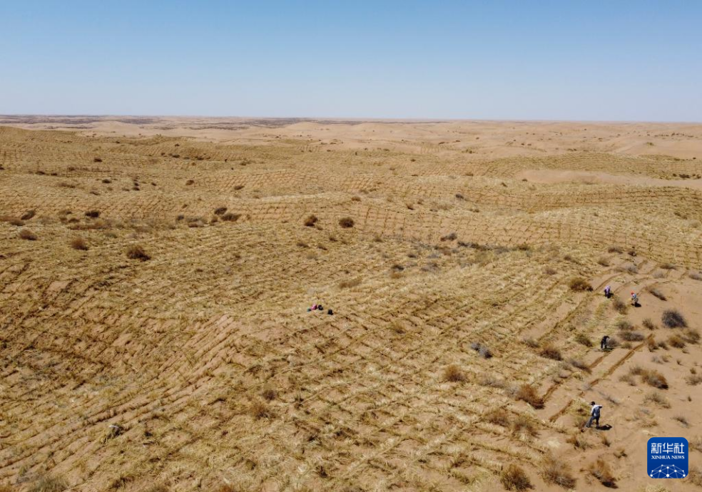 2024年4月10日，群眾在古浪縣八步沙林場麻黃塘沙區(qū)用草方格壓沙。新華社發(fā)（無人機照片）