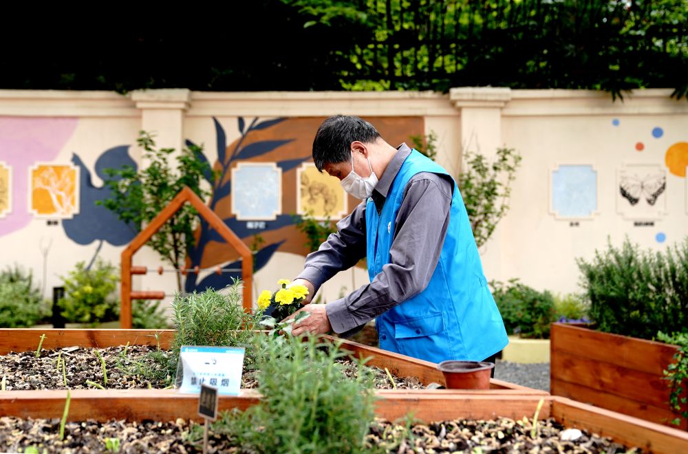 上海市長寧區(qū)虹旭小區(qū)居民在整理改造社區(qū)花園。居民們把堆肥箱里發(fā)酵出來的“綠色材料”和土壤拌在一起鋪在種植箱中（2020年4月22日攝）。新華社記者 張建松 攝