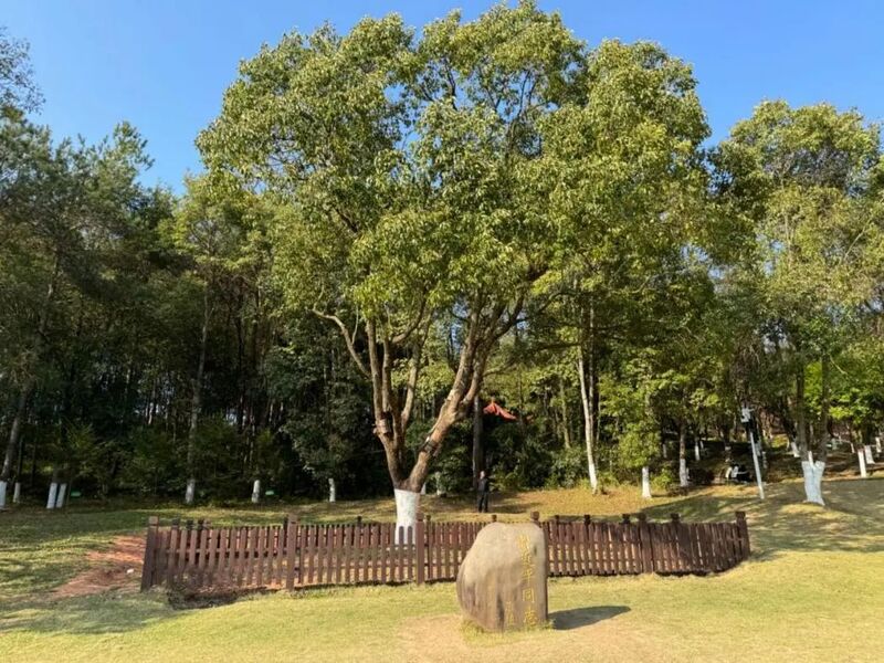 習近平同志為福建省長汀縣水土保持科教園捐種的香樟樹。圖源：學習時報