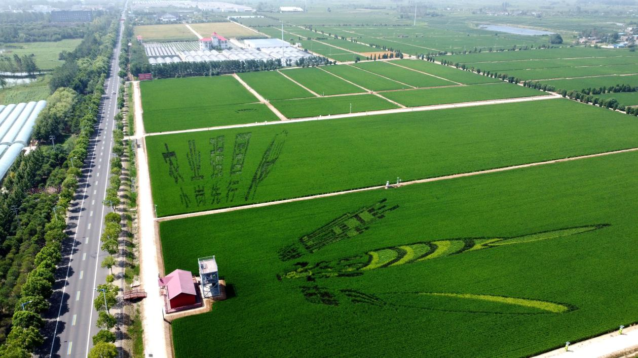俯瞰小崗村高標準農(nóng)田。鳳陽縣委宣傳部供圖