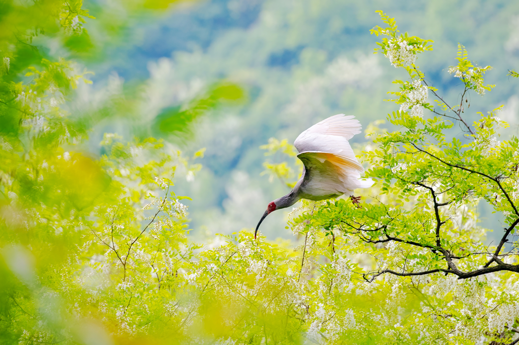 2024年5月2日，一只秦嶺以北野放朱鹮在陜西省銅川市耀州區(qū)沮河上游洋槐林中飛翔。