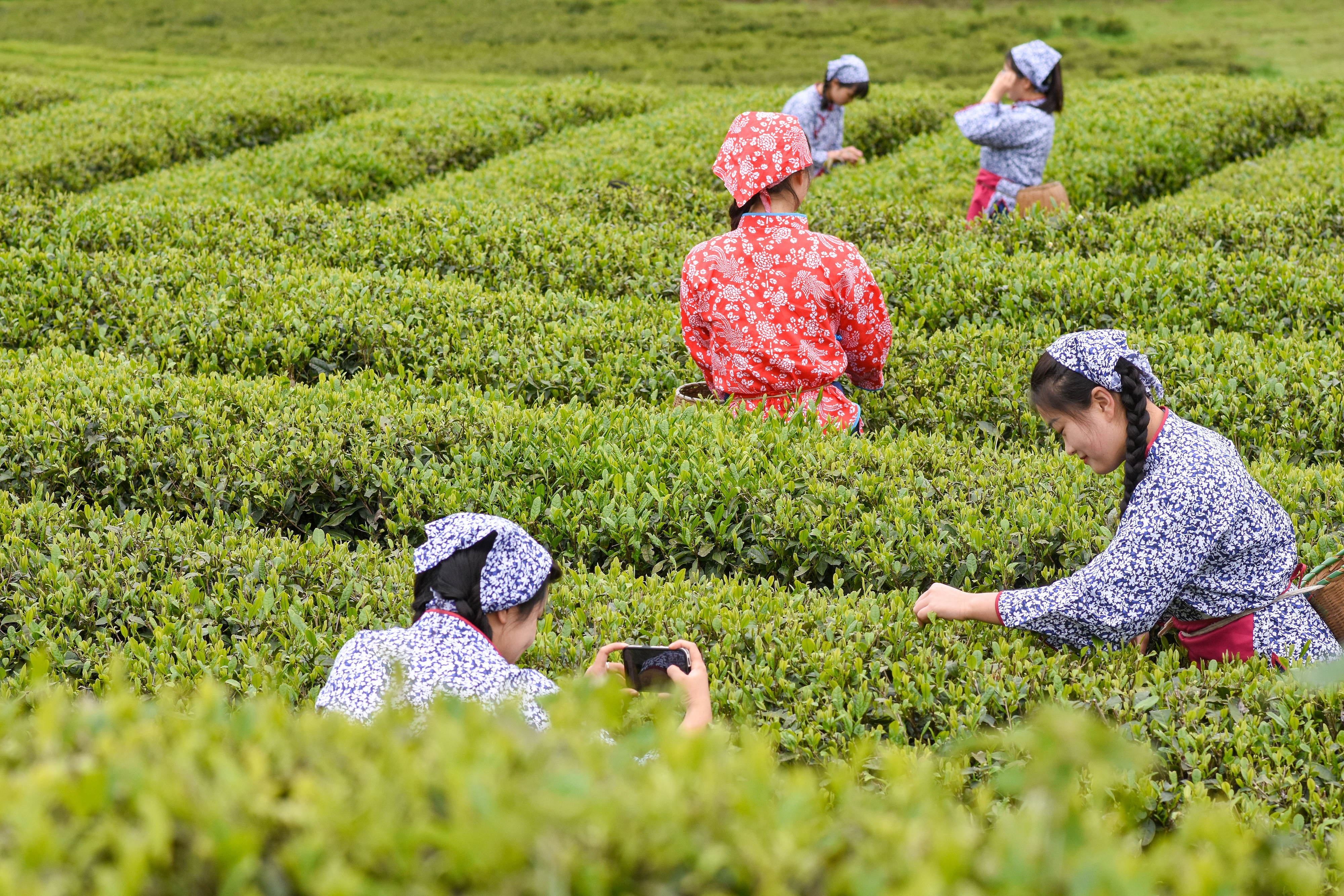 2023年4月6日，游客在貴州省銅仁市江口縣怒溪鎮(zhèn)駱象村生態(tài)茶園體驗(yàn)采茶樂趣。