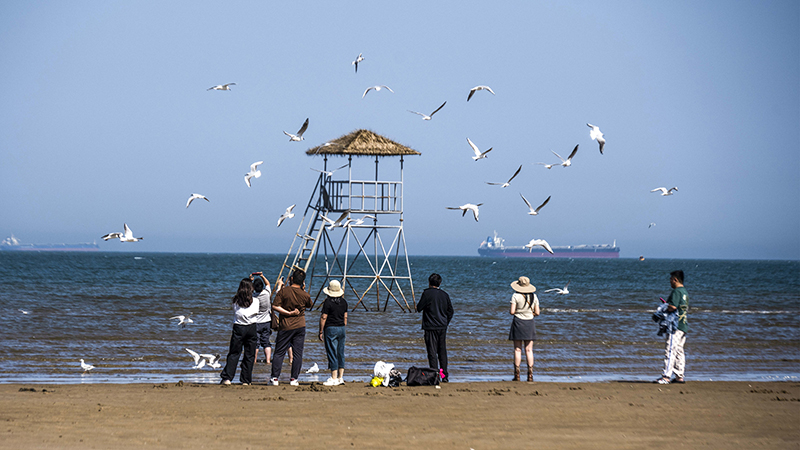 2024年5月12日，河北秦皇島，北戴河鴿子窩公園成群海鷗在天空中自由翱翔，與大海、藍天構成了一幅美麗的畫卷。
