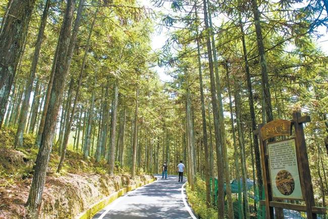 福建周寧縣黃振芳家庭林場。（圖源：央視新聞）