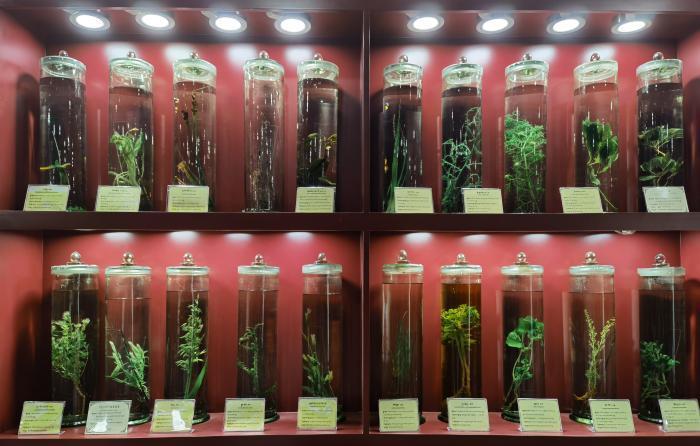 圖為藏藥藥材標本。???張海?? ??.jpg