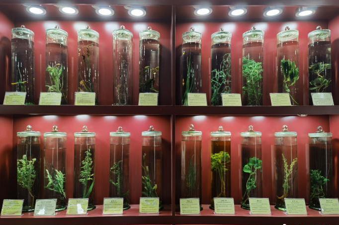 圖為藏藥藥材標(biāo)本。???張海?? ??.jpg