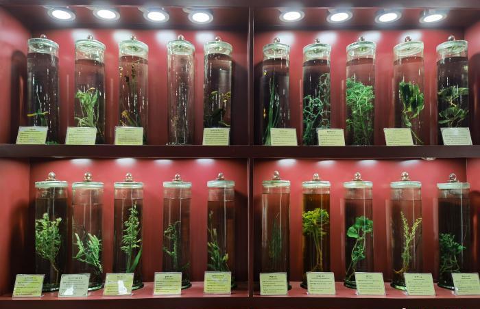 圖為藏藥藥材標(biāo)本。???張海?? ??.jpg