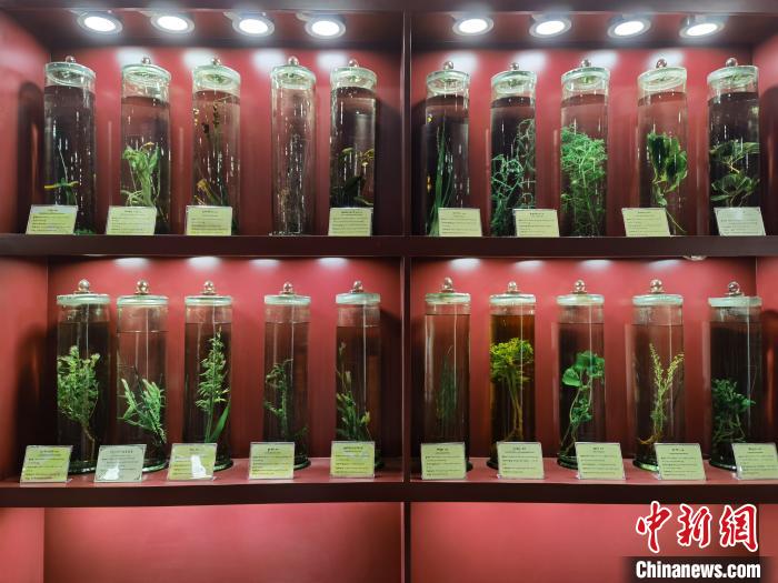 圖為藏藥藥材標(biāo)本。　張海雯 攝.jpg