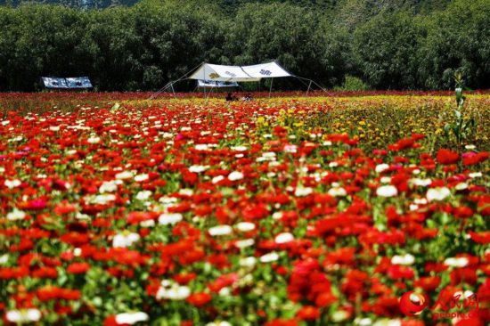 姆朵花海。次仁羅布 攝