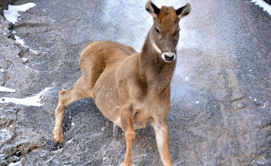活躍在青海省海西州柏樹山的白唇鹿。巴圖那生攝