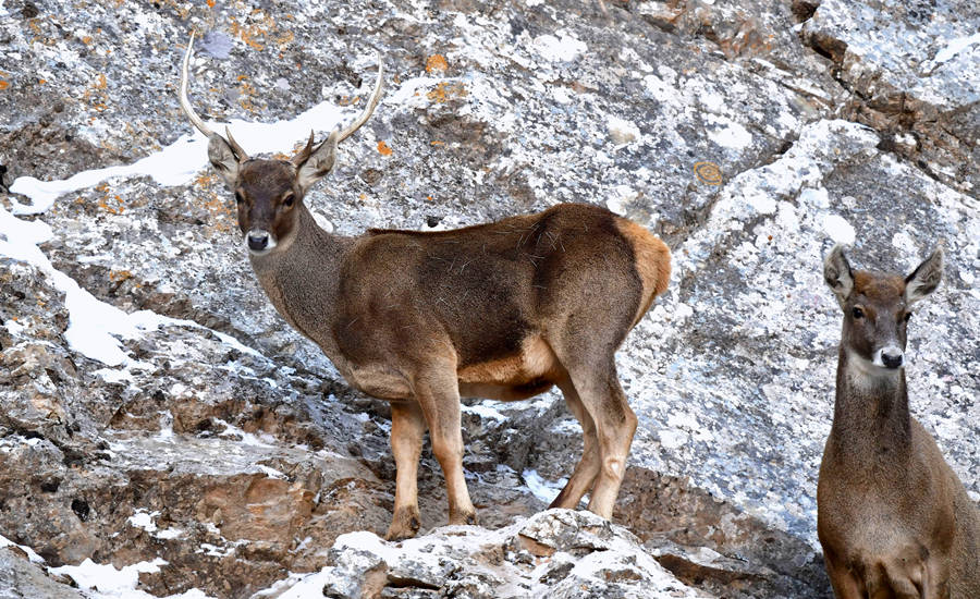 活躍在青海省海西州柏樹山的白唇鹿。巴圖那生攝