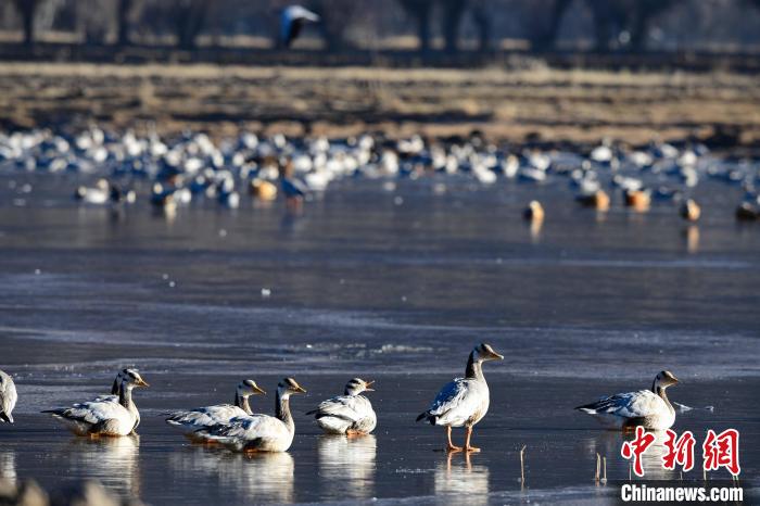 圖為拉薩市林周縣境內(nèi)越冬的候鳥(niǎo)?！∝暩聛?lái)松 攝