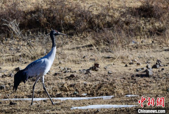 圖為一只黑頸鶴在拉薩市林周縣境內(nèi)田間覓食?！∝暩聛硭?攝