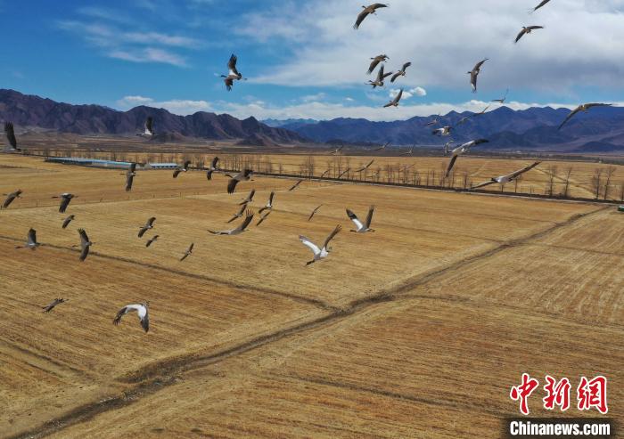 圖為黑頸鶴在拉薩市林周縣境內(nèi)飛翔?！∝暩聛硭?攝