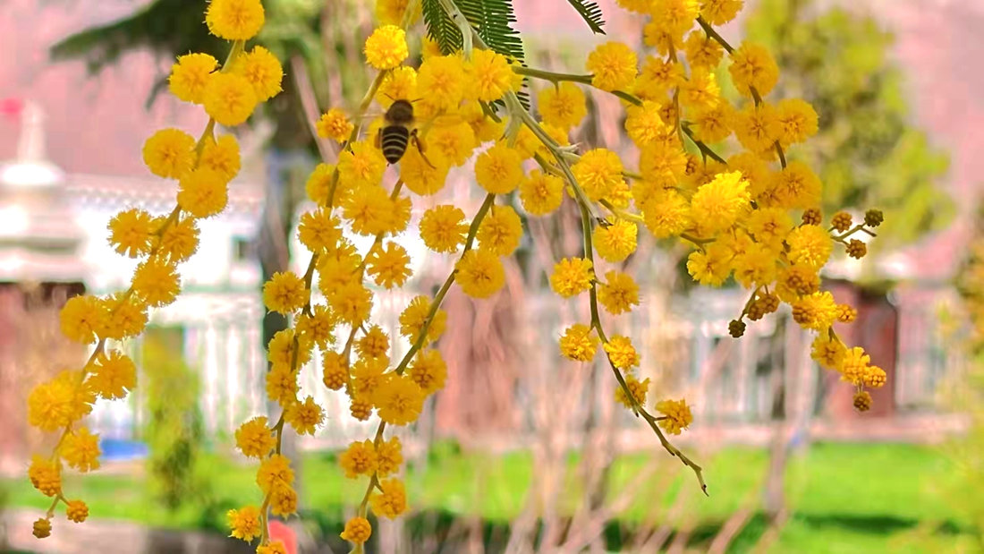 蜜蜂吮吸著金合歡花蕊里的蜂蜜。