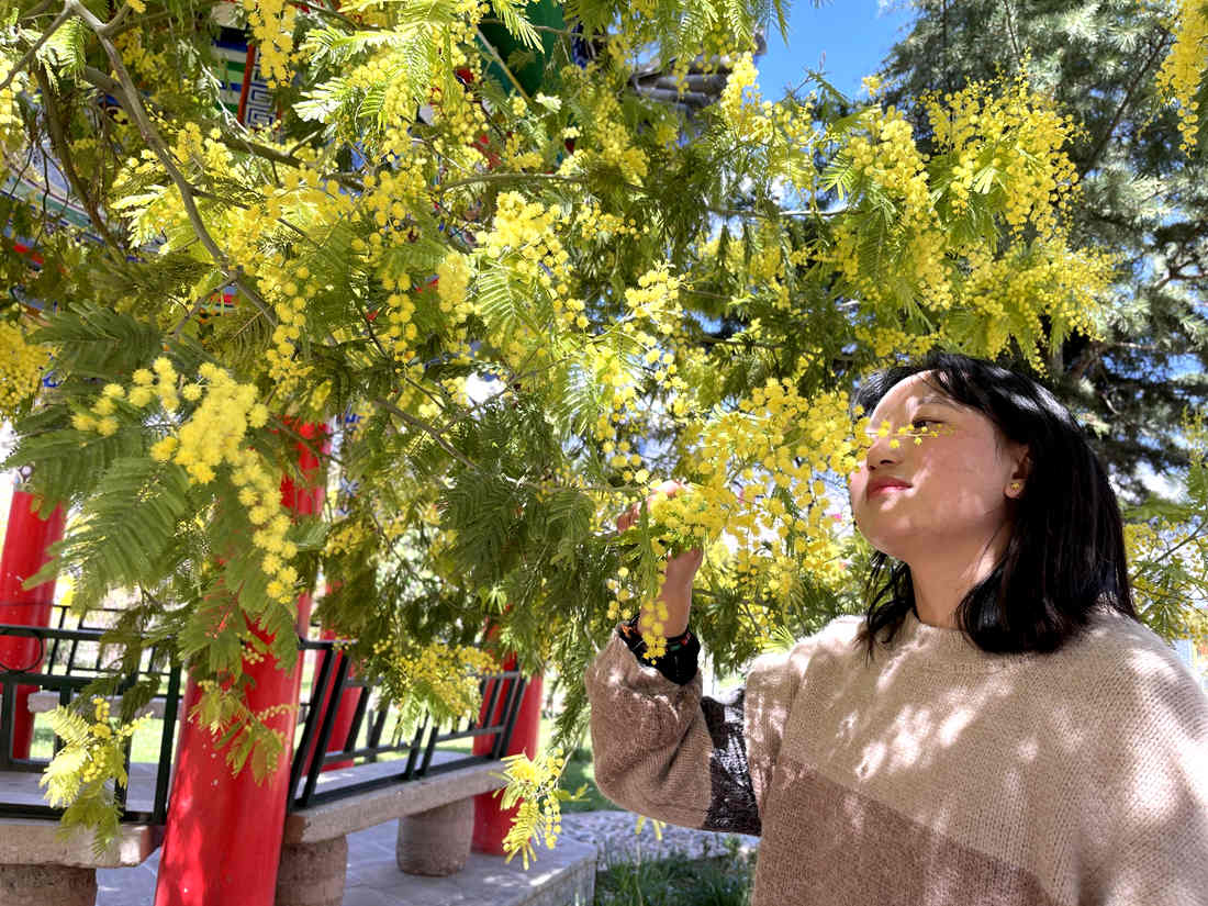游客仔細觀賞黃絨絨的金合歡花。