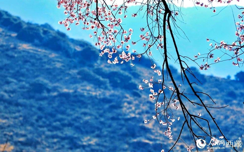 清麗的桃花。人民網(wǎng) 李海霞攝