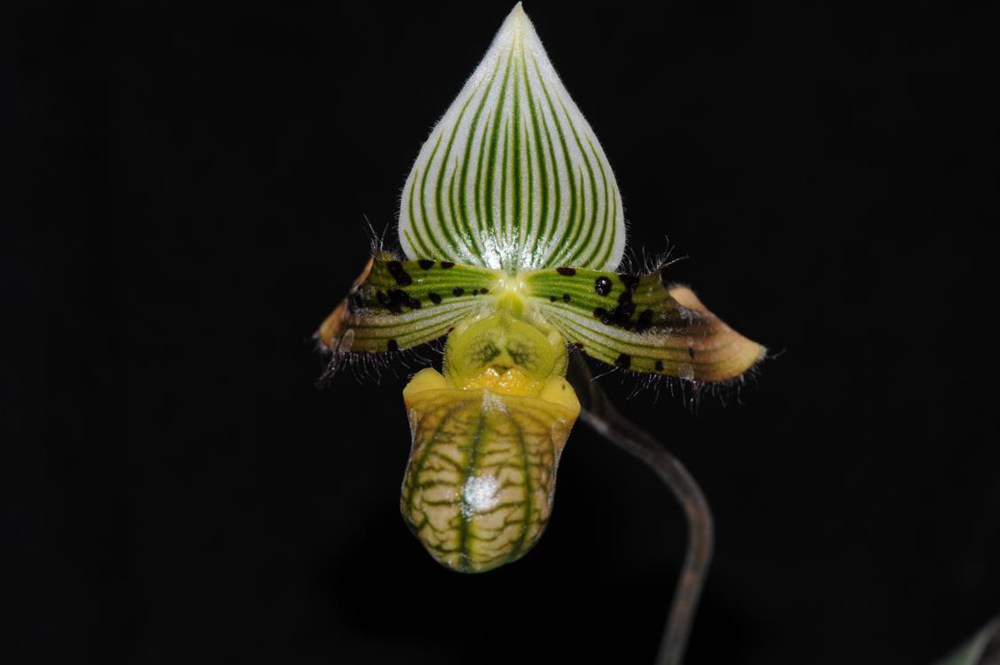 秀麗兜蘭。金效華攝