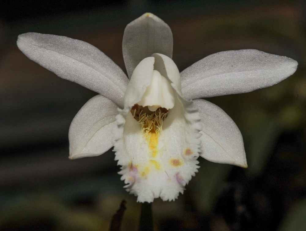 毛唇獨(dú)蒜蘭。 金效華攝