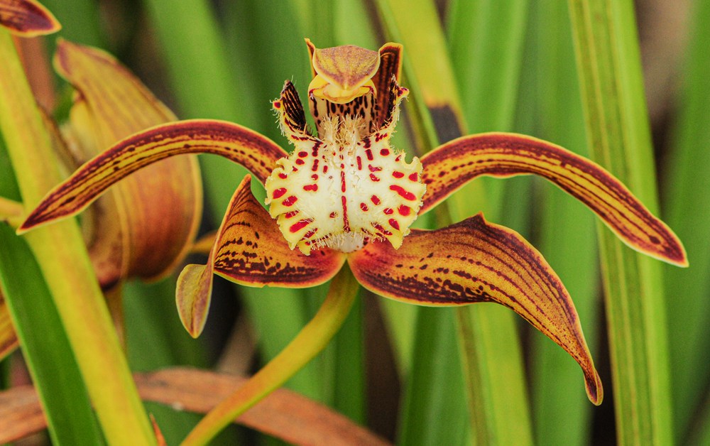 西藏虎頭蘭。李劍武攝