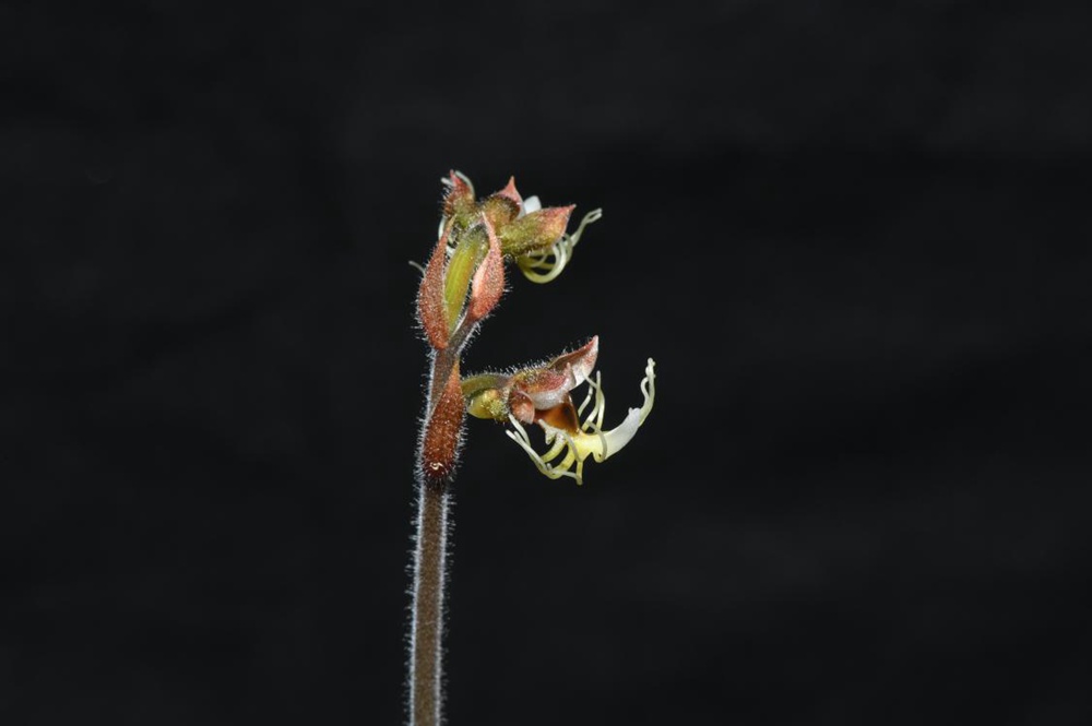 墨脫金線蘭。金效華攝