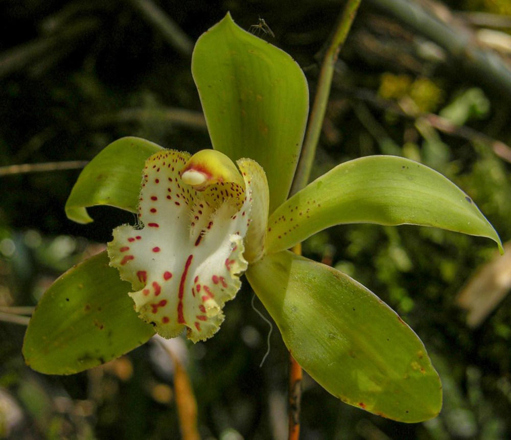 虎頭蘭。金效華攝