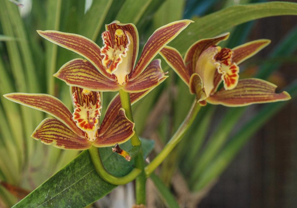 黃嬋蘭。李劍武攝