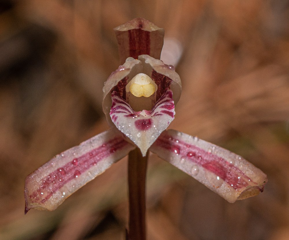 大根蘭。葉超攝