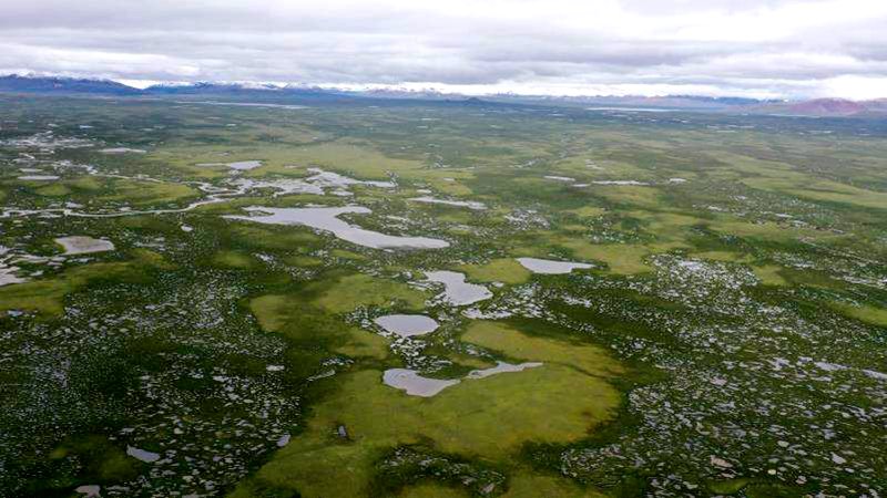 麥地卡濕地。