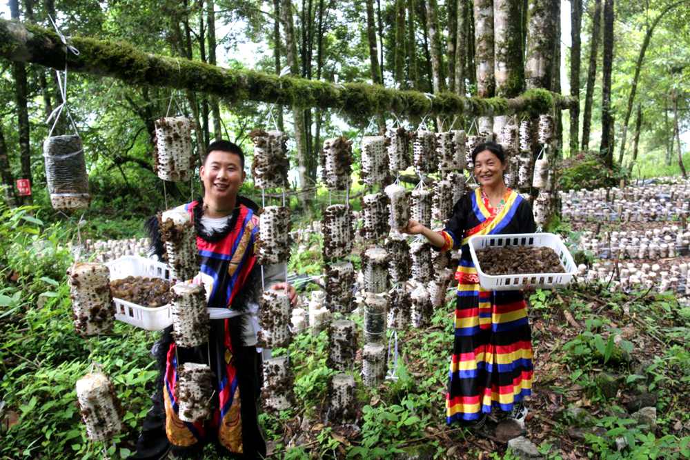 木耳豐收。次仁央宗攝