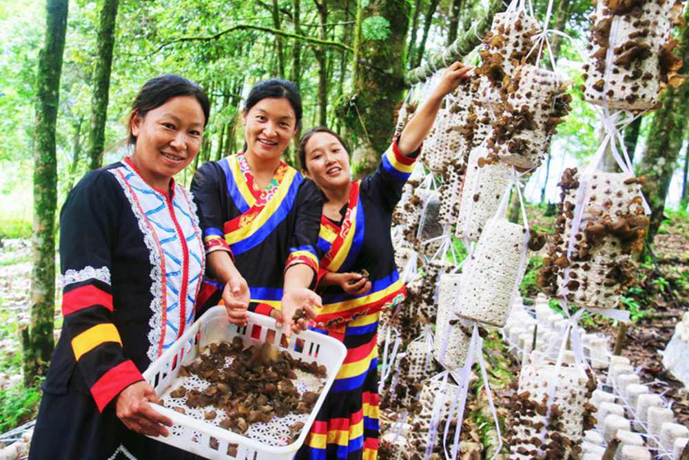 木耳產(chǎn)量頗豐。次仁央宗攝