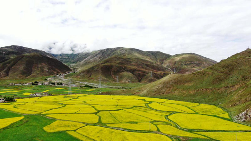 金燦燦的油菜花。洛克攝