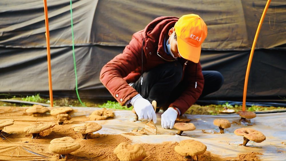 采收靈芝孢子粉。